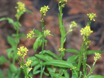 Sisymbrium officinale